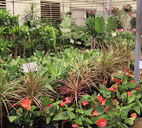 Plantas Tropicales de Puerto Rico