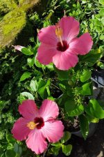 Plantas Tropicales de Puerto Rico